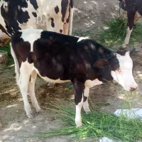 گوساله ماده اصلی سمینتال