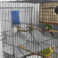 طوطی گرینچیک جفت نرو ماده کار داده|پرنده|رودهن, |دیوار