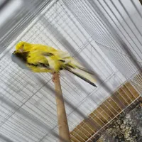 یک جفت قناری سوپر