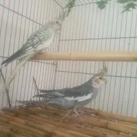 عروس هلنلدی ماده سینامون|پرنده|محلات, |دیوار