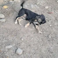 سگ پاکوتاه|سگ|صادق آباد, |دیوار