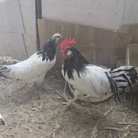 تخم نطفه دار زینتی لاکنولدر،جاپنیز کف خواب