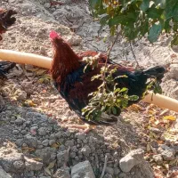 خروس|حیوانات مزرعه|محمدشهر, محمدشهر|دیوار