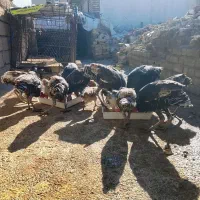 بوقلمون|حیوانات مزرعه|آبدانان, |دیوار