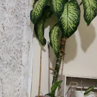 گیاه دیفن باخیا