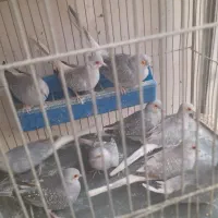 کبوتر خانگی الماسی نروماده|پرنده|فولادشهر, مسکن مهر فولادشهر|دیوار