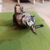 جوجه عروس سرلاکی