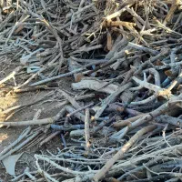 خرید انواع چوب و درخت