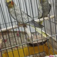 عروس هلندی کهریزک|پرنده|آفتاب, |دیوار