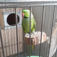 طوطی ملنگوتهران مولدجوجه داده بشرط مست باقفس وپایه