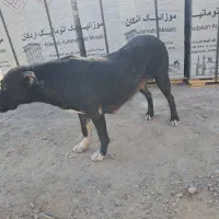 سگ ماده پیتبول|سگ|اردکان, |دیوار