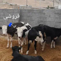 گوساله ۸ماهه