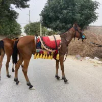 اسب مادیون عرب|اسب و تجهیزات اسبسواری|بوشهر, |دیوار