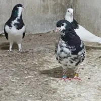 کبوترزدوخوردی
