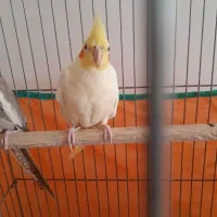 عروس هلندی مولد