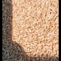 گندم بذر نارین