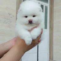 توله پامرانین خرسی