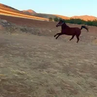 اسب|اسب و تجهیزات اسب‌سواری|کرمانشاه, |دیوار