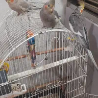 ۶تا عروس فرنگی