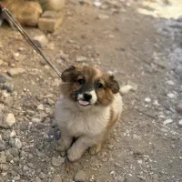 توله سگ پاکوتاه