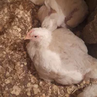 مرغ گوشتی اروگانیک|حیوانات مزرعه|شفت, |دیوار