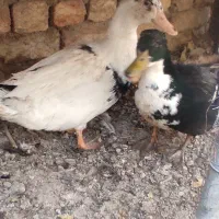 اردک بومی|حیوانات مزرعه|پیر بکران, |دیوار