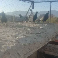 کفتر مناسب|پرنده|بیرجند, |دیوار