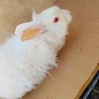 خرگوش واگذاری