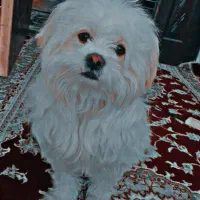 سگ ماده شیتزو|سگ|تربت جام, شهرک آزادگان|دیوار