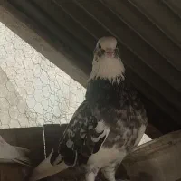 ۱۵ عدد کبوتر یکجا دونه ای ۳۵۰|پرنده|تهران, امیریه|دیوار