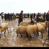 فروش گوسفند کربلایی حجاح قربانی  عقیقه گوشت منزل|حیوانات مزرعه|تهران, شمشیری|دیوار