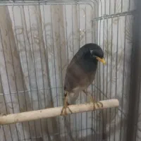 مینای.سخنگو