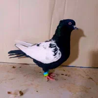 سینه سیاه کاکلی ماده درشت قواره دار