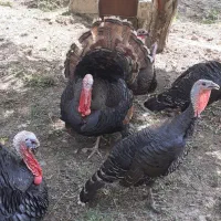 خروس محلی+بوقلمون نر|حیوانات مزرعه|مشگین شهر, |دیوار