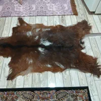 پادری پوست بز