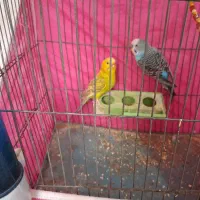 یک جفت مرغ عشق