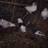 کبوتر پروازی|پرنده|کلاچای, |دیوار