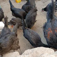 مرغ و خروس محلی|حیوانات مزرعه|خورموج, |دیوار