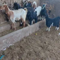 حیوانات مزرعه