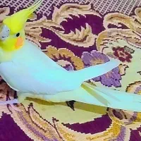 دو عدد عروس هلندی خوش رنگ و دوست داشتنی|پرنده|کبودرآهنگ, |دیوار