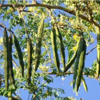 فروش روغن مورینگا|آرایشی، بهداشتی، درمانی|شیراز, فرهنگ شهر|دیوار