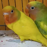 کوتوله برزیلی