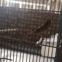 قناری و مرغ و خروس