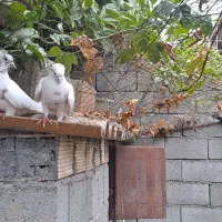 کبوتر پا پر تزئینی