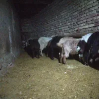 افشاری. پلنگی. مهربانی. بختیاری.|حیوانات مزرعه|کنگاور, |دیوار