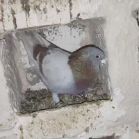 آبگل وسبز دم سفید