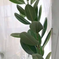 فیکوس برگ سبز