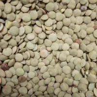 فروش عمده عدس روسی مستقیم از روسیه
