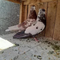 کبوتر پرشی درجه یک
