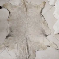 پادری